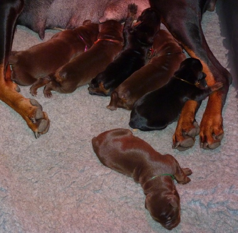 Des gardiens du donon - Dobermann - Portée née le 24/12/2013