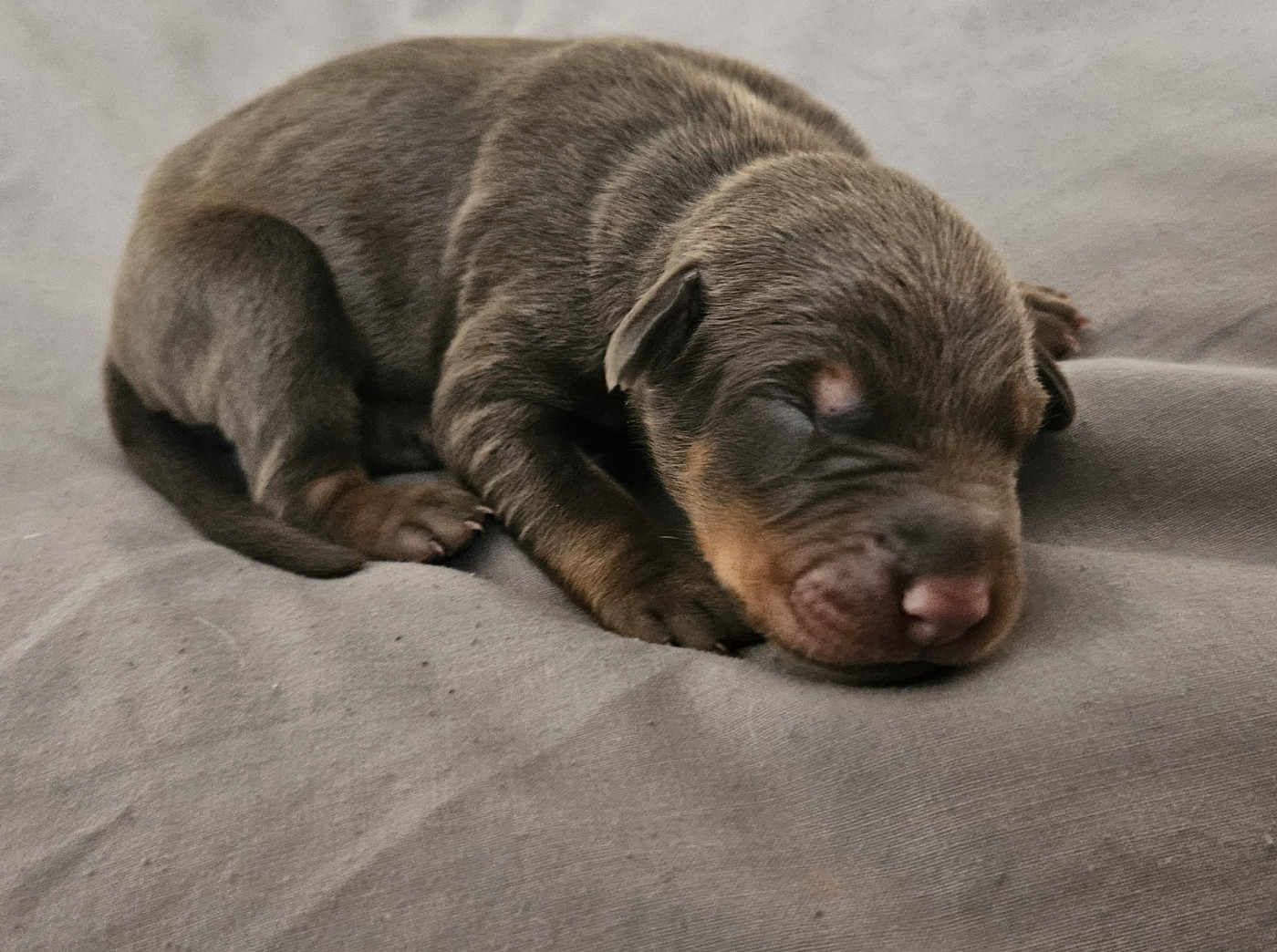 Naissance des Chiots le 30 Septembre 2025